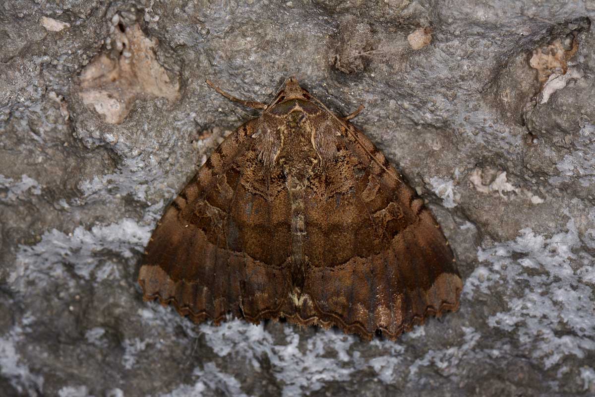 Noctuidae di galleria - Mormo maura